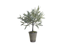 Load image into Gallery viewer, Olive Tree in Ceramic Pot