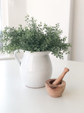 Load image into Gallery viewer, Button Leaf Bush