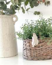 Load image into Gallery viewer, Button Leaf Bush