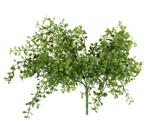 Load image into Gallery viewer, Button Leaf Bush