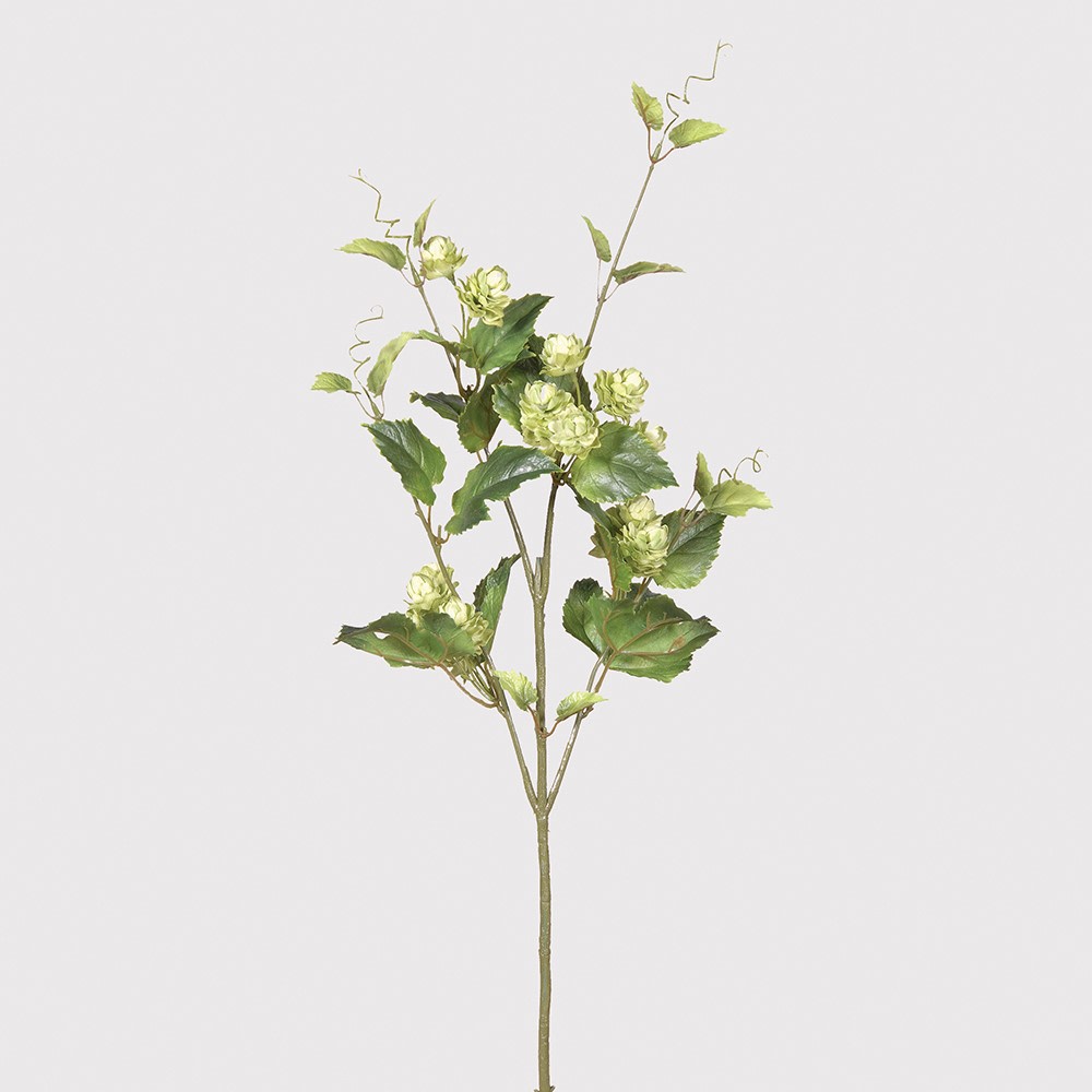 Hops spray