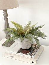 Load image into Gallery viewer, Dusky Boston Fern
