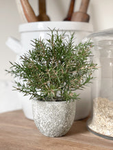 Load image into Gallery viewer, Potted Rosemary
