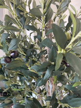 Load image into Gallery viewer, Large Olive Tree
