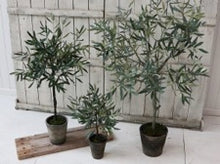 Load image into Gallery viewer, Olive Tree in Ceramic Pot

