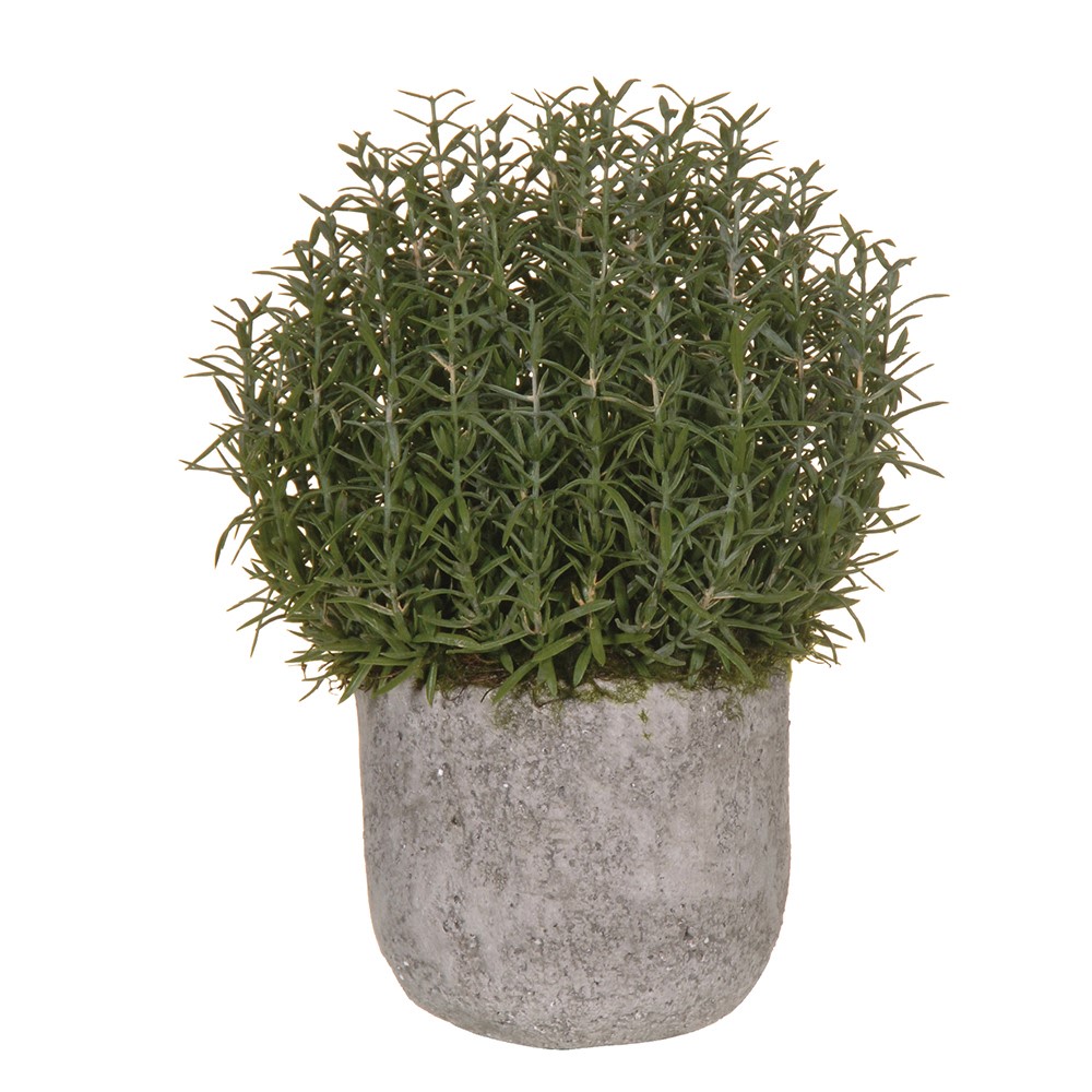 Rosemary Bush In Cement Pot