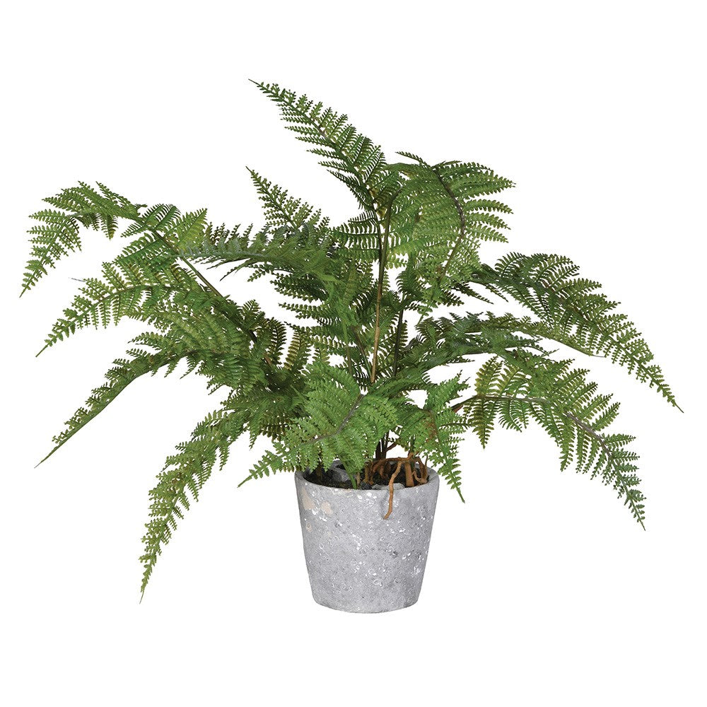 Bracken Fern In Pot