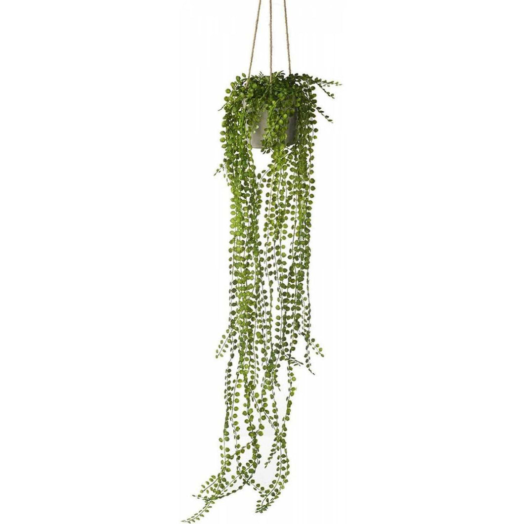 Potted Hanging Pearl Spray