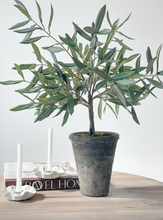 Load image into Gallery viewer, Olive Tree in Ceramic Pot
