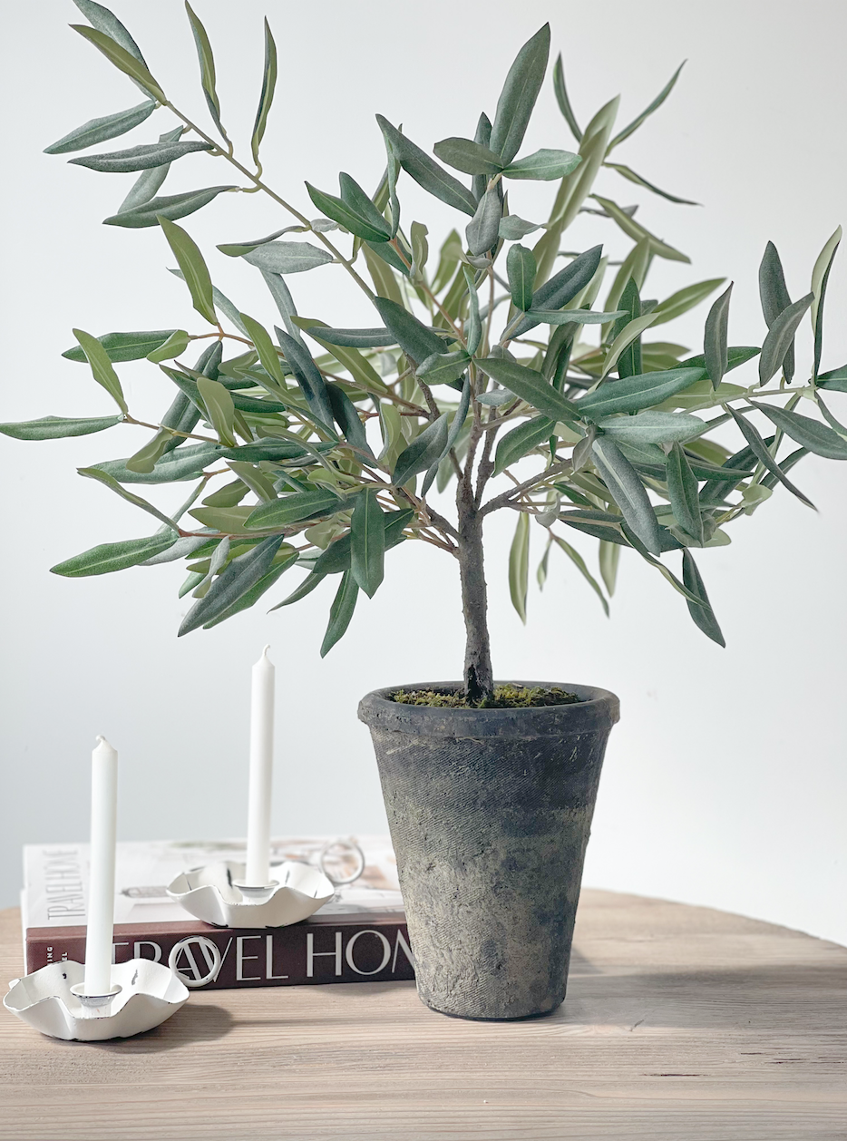 Olive Tree in Ceramic Pot